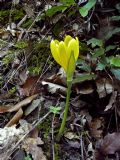 Sternbergia lutea